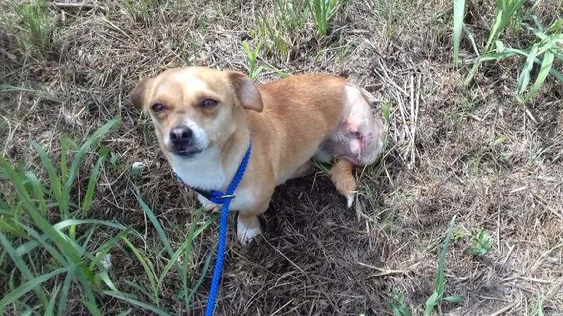 Help ROLDA to rescue Ellie