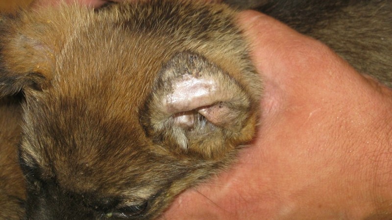 Puppies paralyzed by ticks