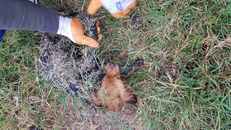 A despicable, cowardly act