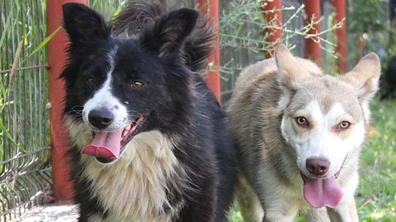 Coollectible art objects puurffect for animals in need