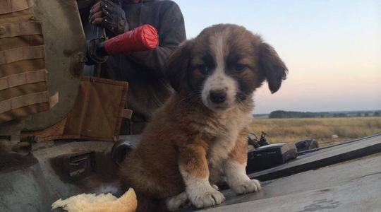 ROLDA helps Globally