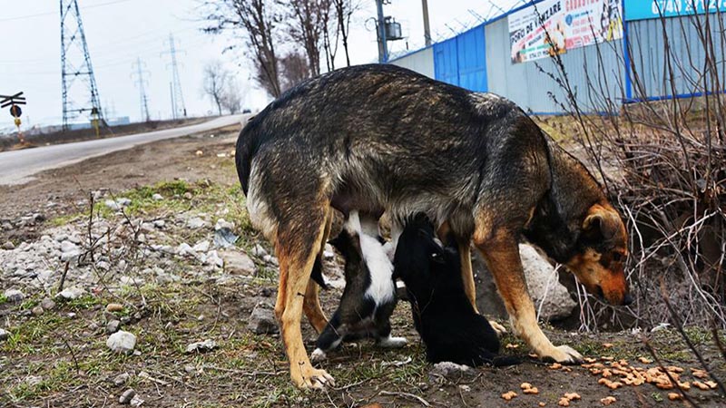 Picture of a poor soul